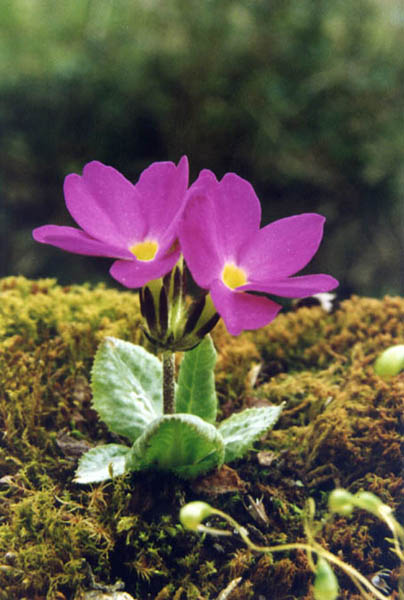 Primula denticulata in bloom in the humid alpine meadows of the Himalayas